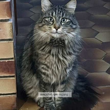 Photo 1/1 Éclipse Chat perdu à Beaune