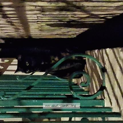 Photo 1/1 Chat trouvé Trouvé à Chateaurenard