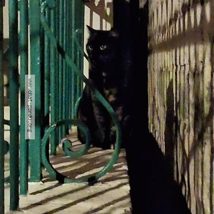 Photo 1/1 Chat trouvé Trouvé à Chateaurenard