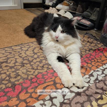 Photo 1/1 Chat retrouvé Perdu à Dole