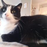 Photo de chat perdu à Nancy