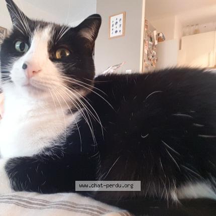 Photo 1/1 Chat retrouvé Perdu à Nancy