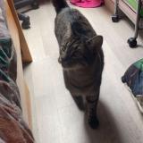 Photo de chat perdu à Le Thuit Simer