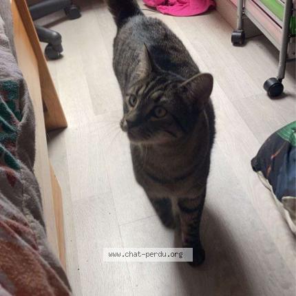 Photo 1/1 Rocky Chat perdu à Le thuit simer