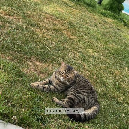 Photo 1/1 Va&iuml;k Chat perdu à Saint jammes