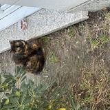 Photo de chat trouvé à Le Blanc Mesnil