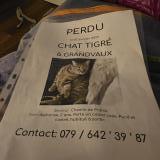 Photo de chat perdu à Grandvaud
