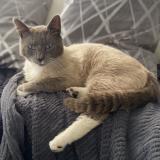 Photo de chat perdu à Anveville