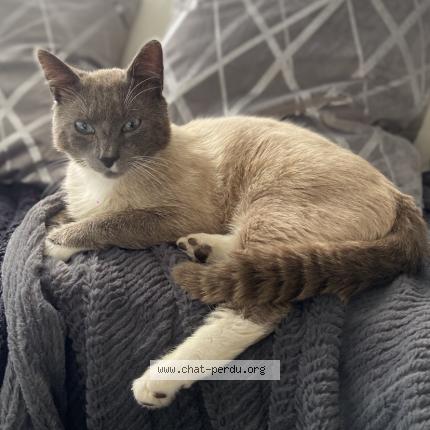 Photo 1/1 Sky Chat perdu à Anveville