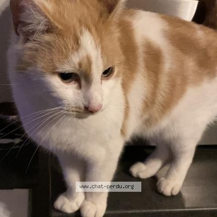 Photo 1/1 Tounsi Chat perdu à Pontchateau