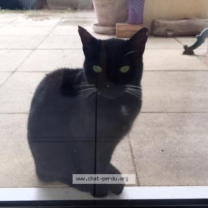 Photo 1/1 Chat trouvé Trouvé à Nimes