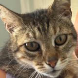 Photo de chat perdu à Ville Di Pietrabugno