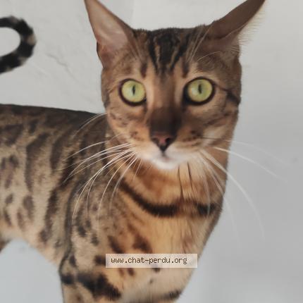 Photo 1/1 Alexandra DE CUYPER Chat perdu à Cabestany