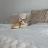 Photo de chat perdu à Montesson