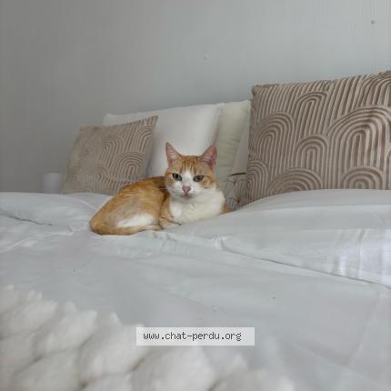 Photo 1/1 Mia Chat perdu à Montesson