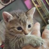 Photo de chat perdu à Veguita