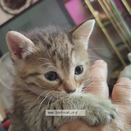 Photo 1/1 Sassy pants sally Chat perdu à Veguita