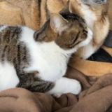 Photo de chat perdu à Uzerche