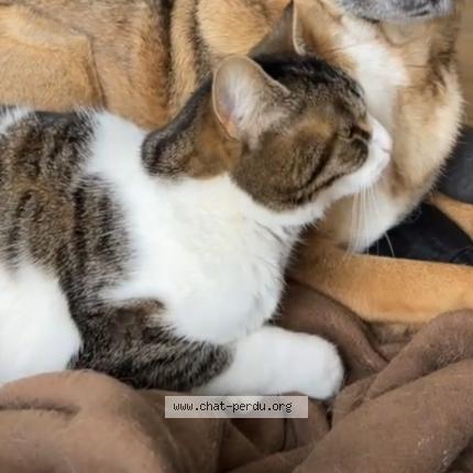 Photo 1/1 Many Chat perdu à Uzerche