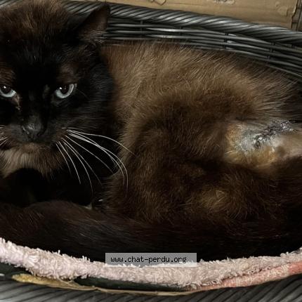 Photo 1/1 Chat trouvé Trouvé à Bry sur marne