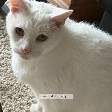 Photo 1/1 Snowball Chat perdu à Davenport