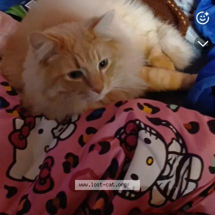 Photo 1/1 Simba Chat perdu à Boise