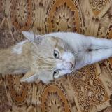 Photo de chat perdu à Chennai