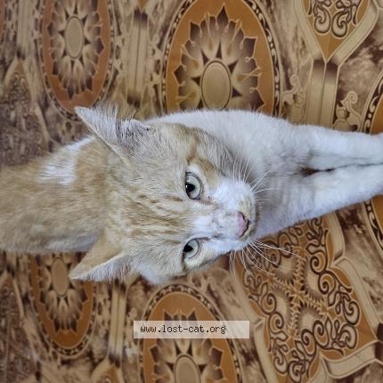 Photo 1/1 AKIRA Chat perdu à Chennai