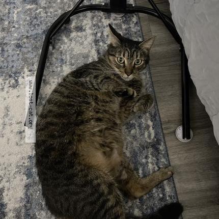 Photo 1/1 Chat trouvé Trouvé à Cartersville