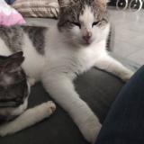 Photo de chat perdu à Ardelles