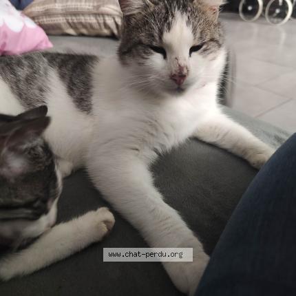 Photo 1/1 Flash Chat perdu à Ardelles