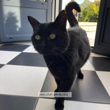 Photo 1/1 Zadig Chat perdu à Voreppe