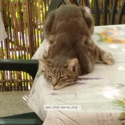 Photo 1/1 Chat retrouvé Perdu à Beure
