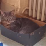 Photo de chat perdu à Barberaz