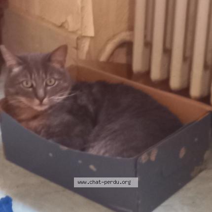 Photo 1/1 Kingston Chat perdu à Barberaz