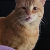 Photo de chat perdu à Ermont