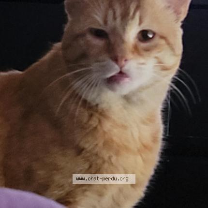 Photo 1/1 Simba Chat perdu à Ermont