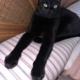 Photo de chat perdu à Lille