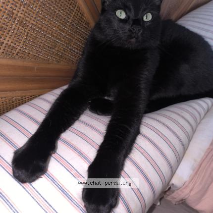 Photo 1/1 Chat retrouvé Perdu à Lille