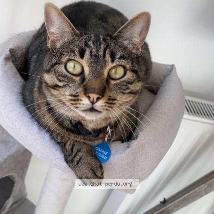 Photo 1/1 OMALE Chat perdu à Rion des landes