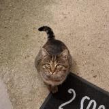Photo de chat perdu à Saint Cheron