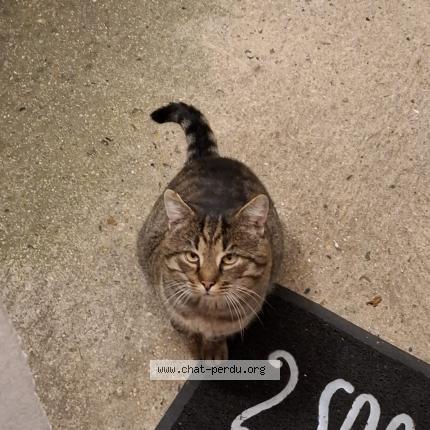 Photo 1/1 Simba Chat perdu à Saint cheron