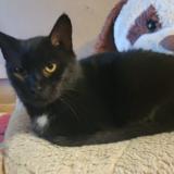 Photo de chat perdu à Les Champs Geraux