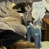 Photo de chat perdu à Nerac