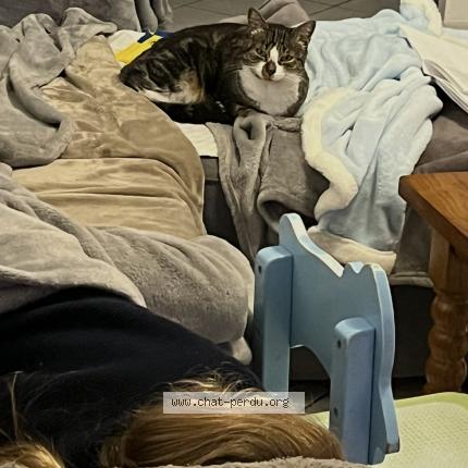 Photo 1/1 Olympe Chat perdu à Nerac