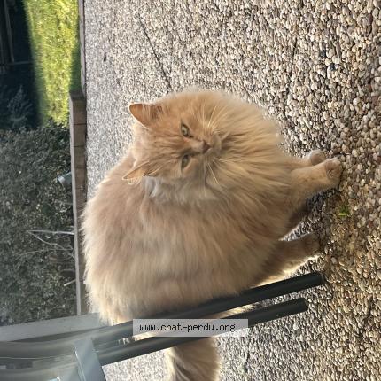 Photo 1/1 Chat trouvé Trouvé à Kintzheim