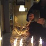 Photo de chat perdu à Genval