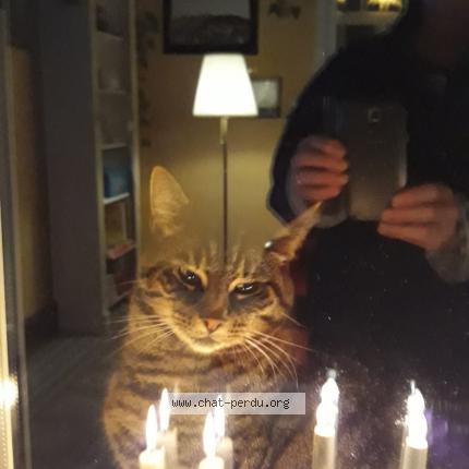 Photo 1/1 carole Meurice Svedin Chat perdu à Genval