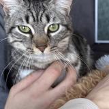 Photo de chat perdu à Saint Remy En Mauge