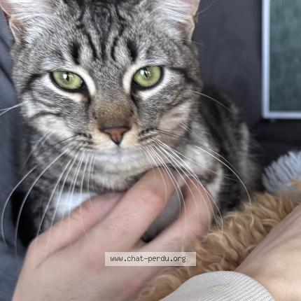 Photo 1/1 Gizmo Chat perdu à Saint remy en mauge